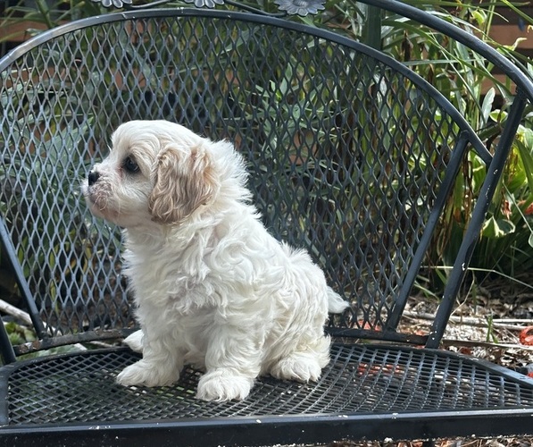 Medium Photo #10 Cava-Tzu Puppy For Sale in NAPERVILLE, IL, USA