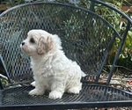 Small #9 Cava-Tzu
