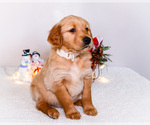 Small #3 Golden Retriever