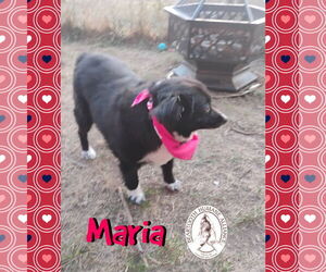 Australian Shepherd Dogs for adoption in Red Lodge, MT, USA