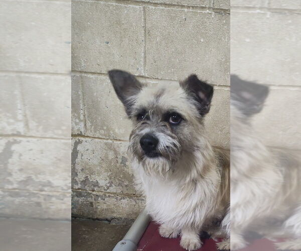 Medium Photo #1 Cairn Terrier-Unknown Mix Puppy For Sale in Linton, IN, USA
