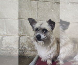 Cairn Terrier-Unknown Mix Dogs for adoption in Linton, IN, USA