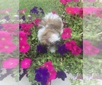 Small Photo #21 Shih Tzu Puppy For Sale in FORT WORTH, TX, USA