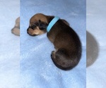 Image preview for Ad Listing. Nickname: Baby Blue