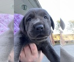 Small #3 Labrador Retriever