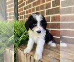 Puppy 6 Aussiedoodle Miniature 