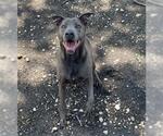 Small Weimaraner Mix