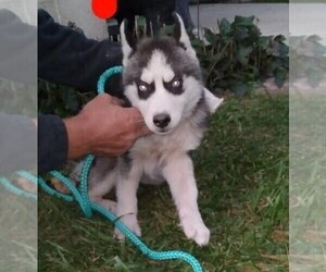 Siberian Husky Puppy for sale in FREDERICKSBG, OH, USA