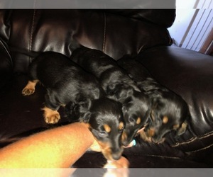 Dachshund Puppy for sale in MINDENMINES, MO, USA