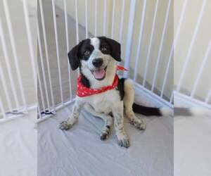 Mutt Dogs for adoption in McKinney, TX, USA