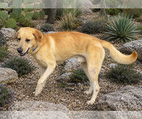 Medium Photo #5 Labrador Retriever-Unknown Mix Puppy For Sale in PIPE CREEK, TX, USA