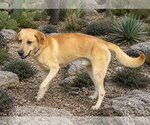 Small #4 Labrador Retriever Mix