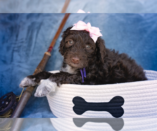 Medium Photo #1 Portuguese Water Dog Puppy For Sale in NAMPA, ID, USA