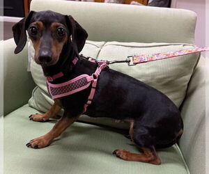 Dachshund Dogs for adoption in Mundelein, IL, USA