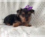 Small Photo #9 Yorkshire Terrier Puppy For Sale in LAKELAND, FL, USA