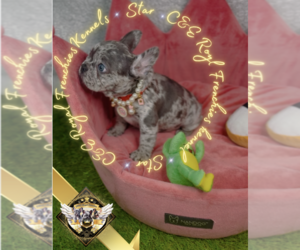 French Bulldog Puppy for Sale in HARRISON, Tennessee USA