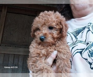 Poodle (Miniature) Puppy for sale in SPOTSYLVANIA, VA, USA