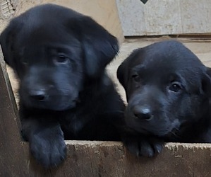 Labrador Retriever Litter for sale in LONE ROCK, WI, USA