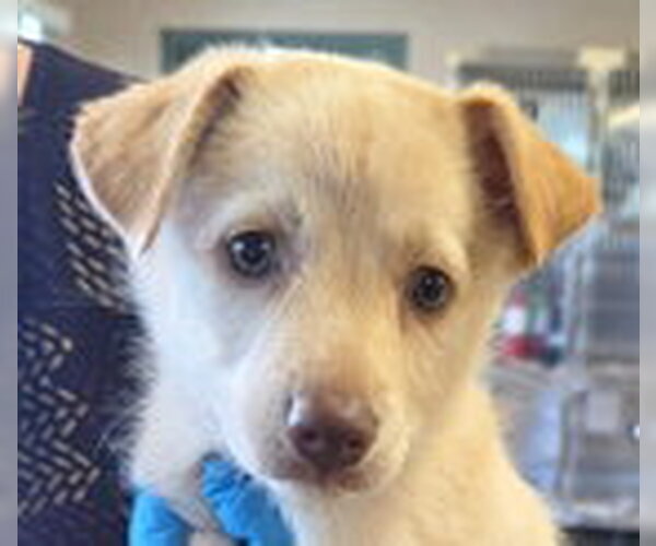 Medium Photo #2 Mutt Puppy For Sale in Fremont, CA, USA