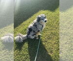 Small #2 Australian Shepherd