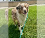 Small #3 Australian Shepherd