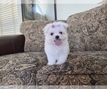 Small #4 Maltese