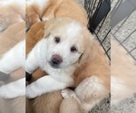 Small #1 Mutt