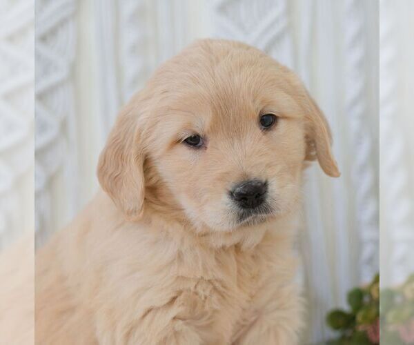 Medium Photo #1 Golden Retriever Puppy For Sale in NEWPORT, PA, USA
