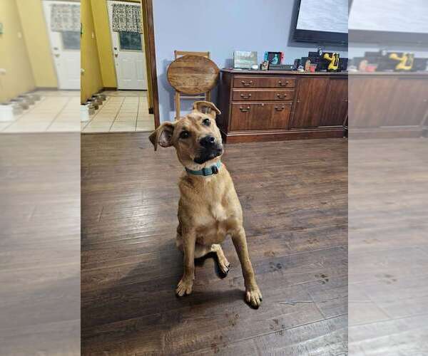 Medium Photo #3 Mutt Puppy For Sale in Boston, MA, USA