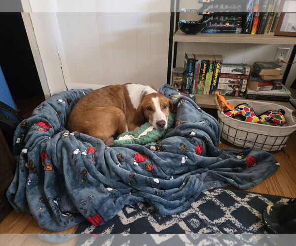 Medium Photo #13 Mutt Puppy For Sale in Oakhurst, NJ, USA