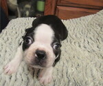 Small #1 Boston Terrier