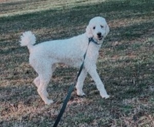 Poodle (Standard) Dogs for adoption in VERNON HILL, VA, USA