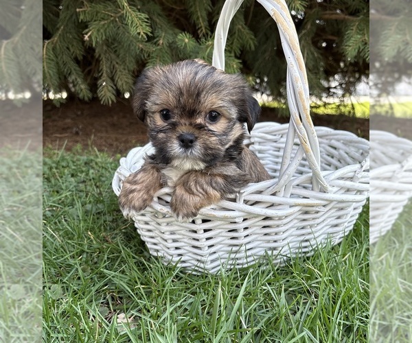 Medium Photo #1 Shorkie Tzu Puppy For Sale in MIDDLEBURY, IN, USA
