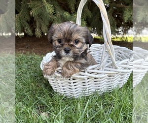 Shorkie Tzu Puppy for sale in MIDDLEBURY, IN, USA