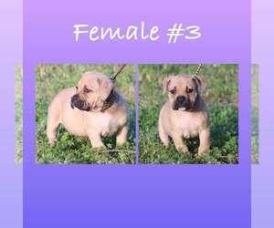 American Bully Puppy for sale in CLARKSVILLE, AR, USA