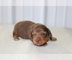 Dachshund Puppy for sale in BLOOMINGTON, IN, USA