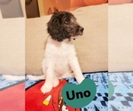 Small Photo #5 Goldendoodle Puppy For Sale in HOGANSVILLE, GA, USA