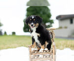Small Photo #3 Miniature Australian Shepherd Puppy For Sale in WARSAW, IN, USA