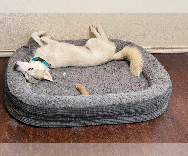 Medium Photo #3 Siberian Husky Puppy For Sale in Carrollton, TX, USA