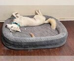 Small #2 Siberian Husky