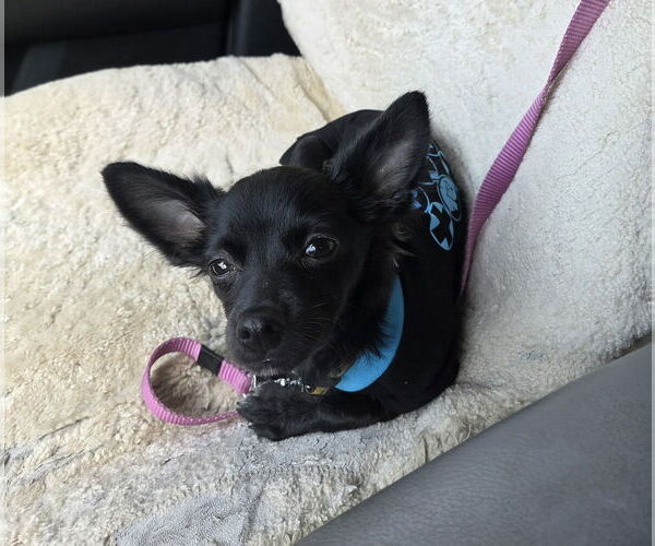 Medium Photo #2 Chion Puppy For Sale in Oro Medonte, Ontario, Canada