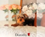Small #4 Yorkshire Terrier