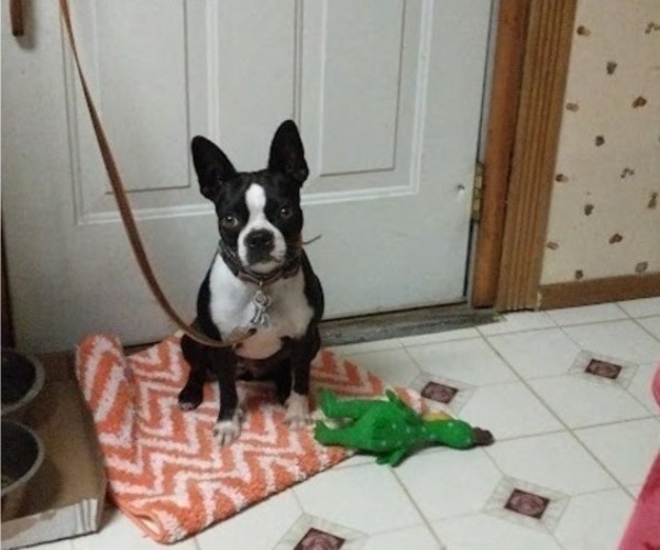 Full screen Photo #1 Boston Terrier Puppy For Sale in MOUNT STERLING, OH, USA