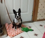 Small Photo #1 Boston Terrier Puppy For Sale in MOUNT STERLING, OH, USA