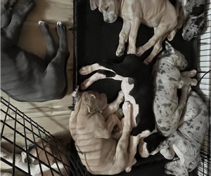 Great Dane Litter for sale in SPARKS, NV, USA