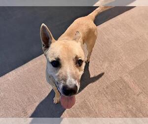 German Shepherd Dog-Unknown Mix Dogs for adoption in Tulsa, OK, USA