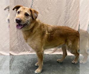 Labrador Retriever-Unknown Mix Dogs for adoption in Rosenberg, TX, USA