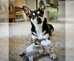 Small #1 Rat-Cha