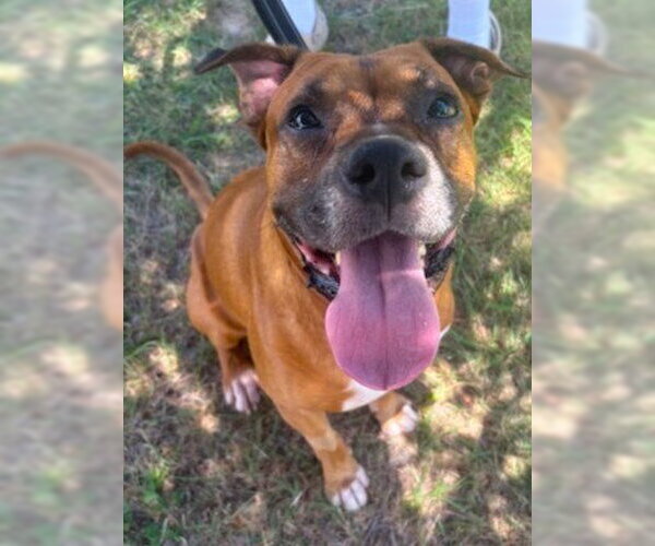 Medium Photo #8 Boxer Puppy For Sale in Austin, TX, USA