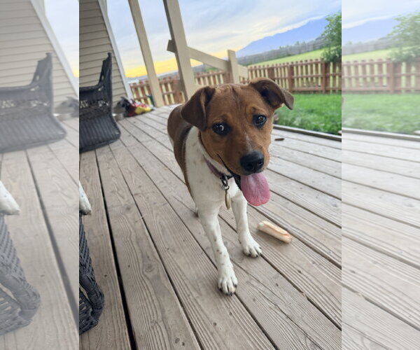 Medium Photo #3 Mutt Puppy For Sale in Polson, MT, USA